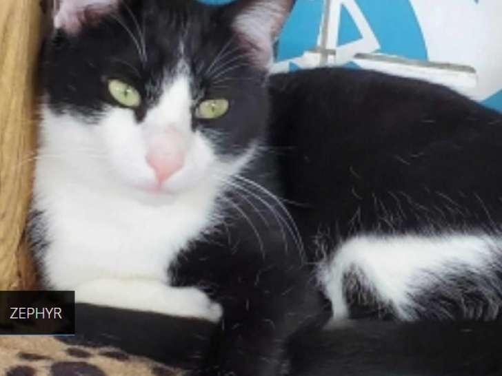 À adopter : chat noir et blanc