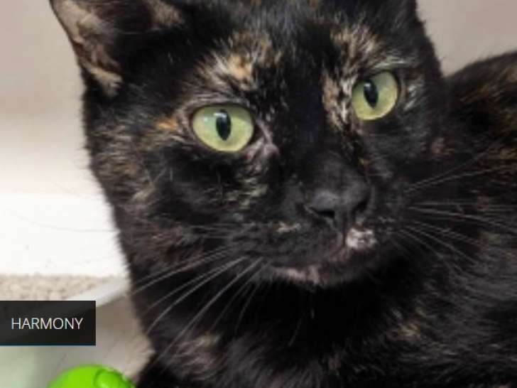 Disponible à l'adoption : chatte âgée de 3 ans