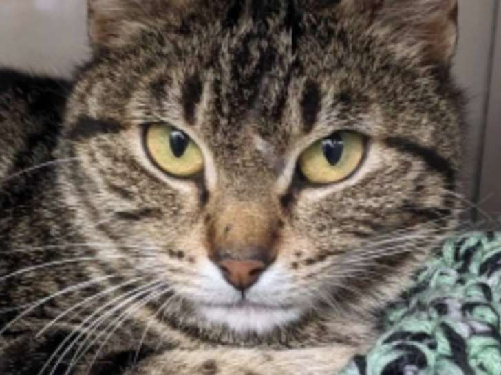 En attente d’adoption : chatte tigrée