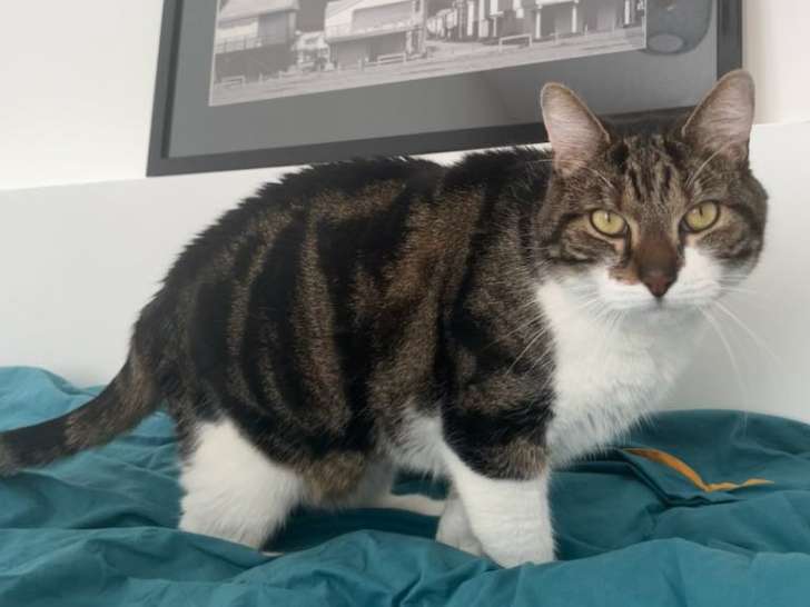 À la recherche d'un foyer, chat de 4 ans