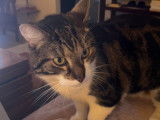 À la recherche d'un foyer, chat de 4 ans