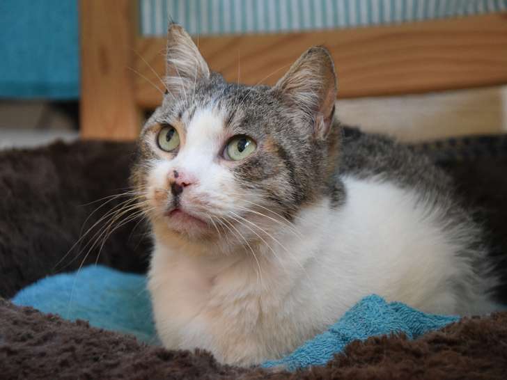 Maya À adopter : chatte de 6 ans