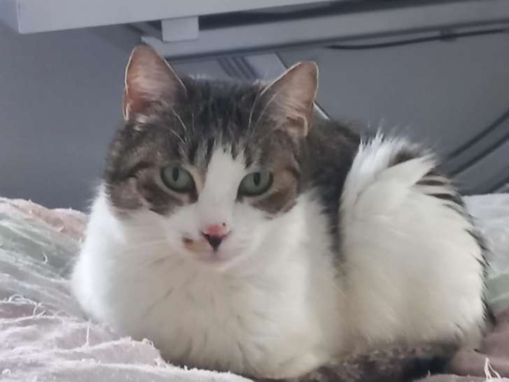 Maya À adopter : chatte de 8 ans