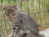6 chatons Savannahs F7 LOOF disponibles &agrave; la vente