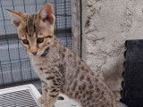 6 chatons Savannahs F7 LOOF disponibles &agrave; la vente