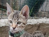 6 chatons Savannahs F7 LOOF disponibles &agrave; la vente
