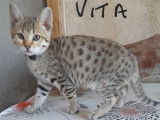 6 chatons Savannahs F7 LOOF disponibles &agrave; la vente