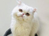 Disponible à l'adoption : chat Persan de 4 ans