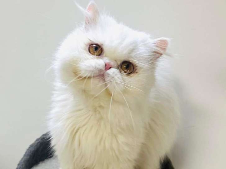 Disponible à l'adoption : chat Persan de 4 ans