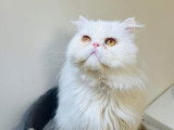 Disponible à l'adoption : chat Persan de 4 ans