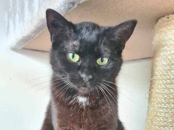 Chatte d'un an disponible à l'adoption