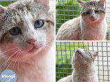 En attente d'adoption, chat de couleur blanche