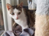 En attente d'adoption : chaton mâle de 9 mois