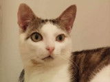 En attente d'adoption : chaton mâle de 9 mois