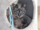 À la recherche d'une famille : chatte seal point