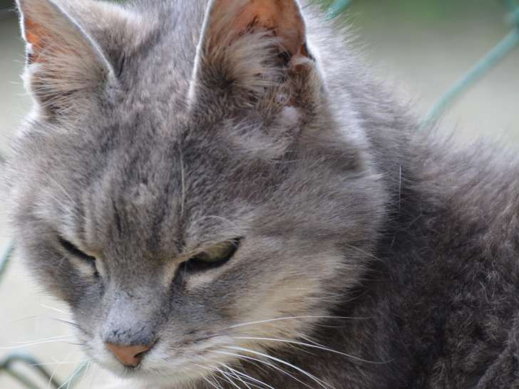 Chat âgé de 6 ans disponible à l'adoption