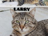 Chat de 2 ans en attente d'adoption