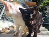 Chatte de 9 ans à la recherche d'un foyer