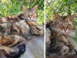 À adopter : chat Angora de 4 ans