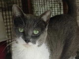 Disponible à l'adoption : chatte au pelage gris et blanc