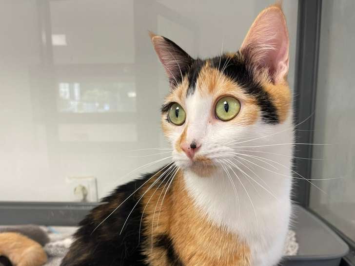 En attente d'adoption : chatte âgée de 2 ans