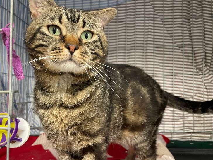 En attente d'adoption, chat âgé de 2 ans