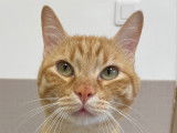 Disponible à l'adoption, chat roux