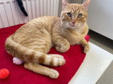 Disponible à l'adoption, chat roux