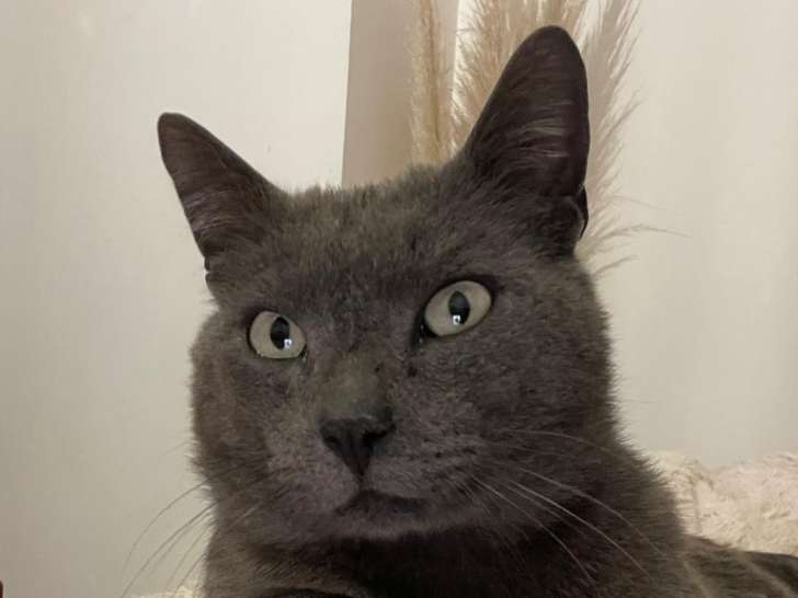 Chaton mâle de 5 mois à adopter