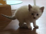 Disponible à l'adoption : chaton femelle de 2 mois