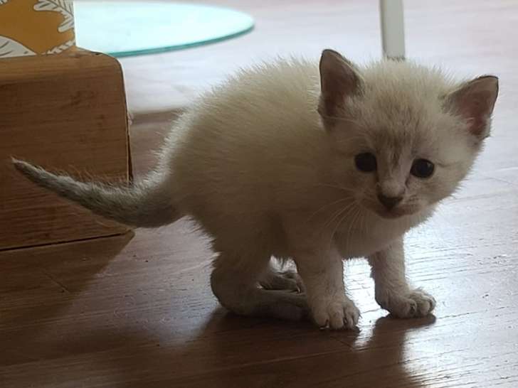 Disponible à l'adoption : chaton femelle de 2 mois