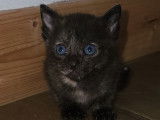 En attente d’adoption : chatonne de couleur noire