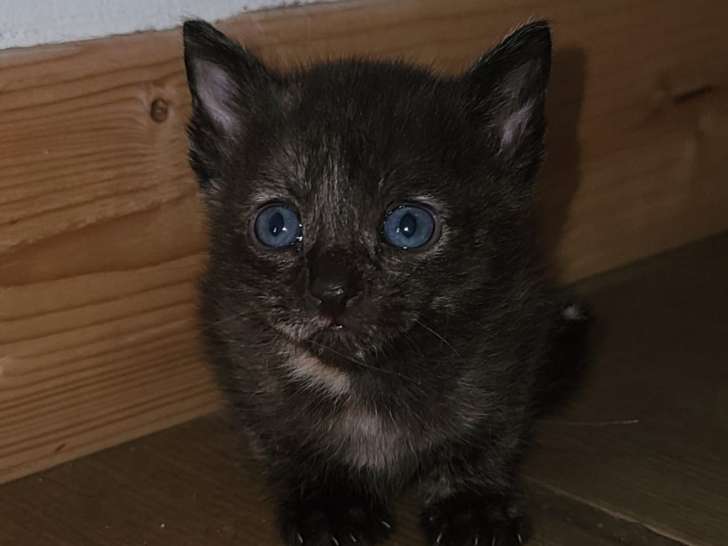 En attente d’adoption : chatonne de couleur noire