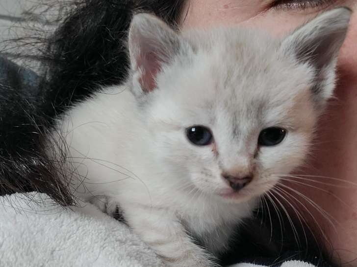 À la recherche d'une famille : chatonne âgée de 2 mois