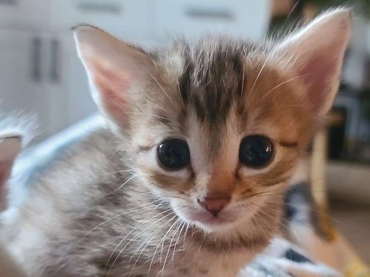 Chatonne de 2 mois à adopter