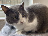 Chatte gris et blanc disponible à l'adoption