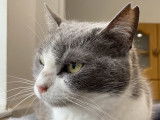 Chatte gris et blanc disponible à l'adoption