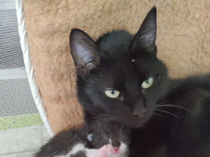 Chatte de couleur noire en attente d'adoption