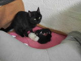 Chatte de couleur noire en attente d'adoption
