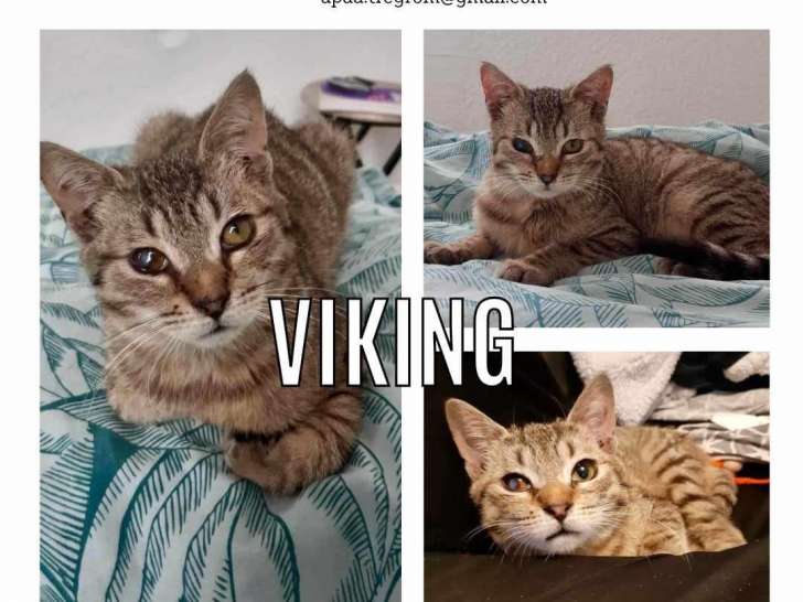 À adopter, chaton mâle de 4 mois