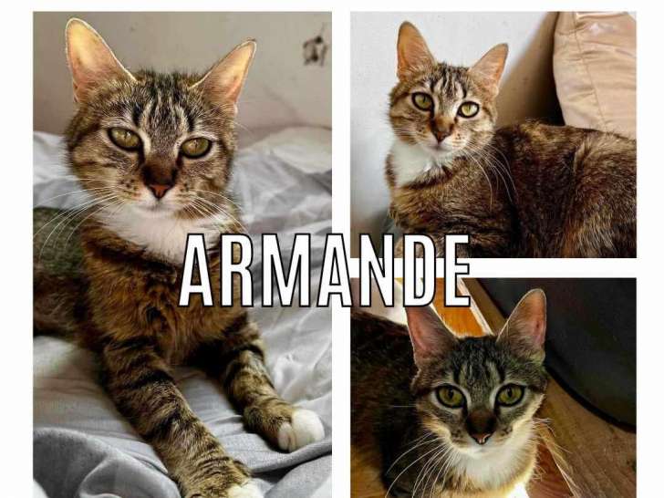 En attente d'adoption, chatte tigrée