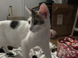 Chatte tricolore à adopter