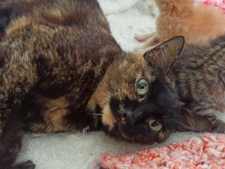 Chatte d'un an disponible à l'adoption