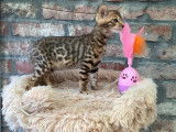 Chatons Bengal à vendre