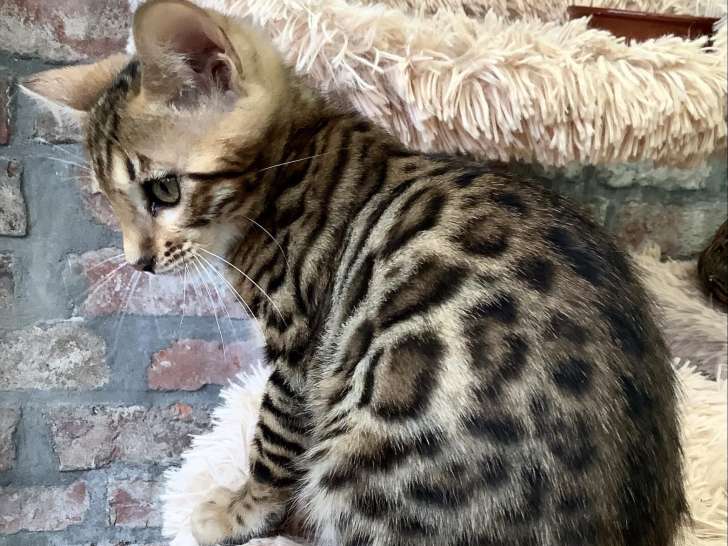 Chatons Bengal à vendre