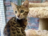 Chatons Bengal à vendre