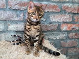 Chatons Bengal à vendre