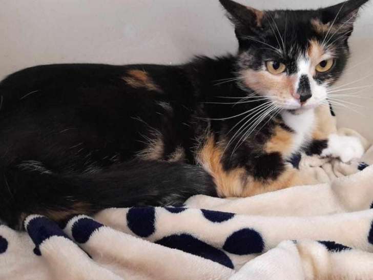 À la recherche d'une famille : chatte tricolore