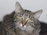 En attente d'adoption : chatte âgée d'un an