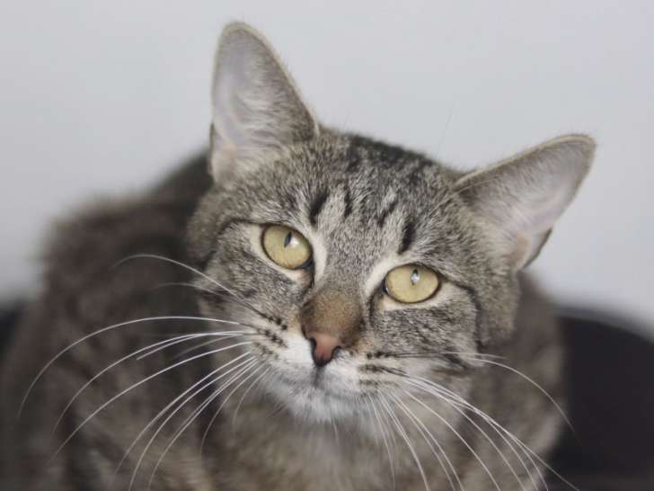 En attente d'adoption : chatte âgée d'un an